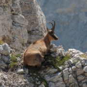Rupicapra_pyrenaica_ornata_94813649 CC license (Emanuele Santarelli) Camoscio come metafora della startup italiana