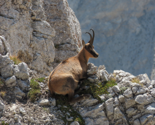 Camoscio come metafora della startup italiana
